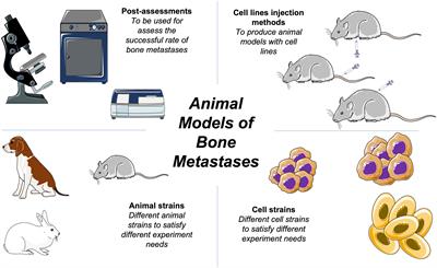 Animal models of cancer metastasis to the bone